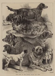 Preishunde auf der Crystal Palace Hundeschau